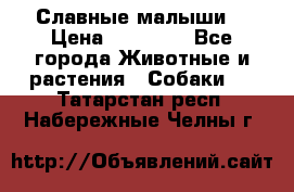 Славные малыши! › Цена ­ 10 000 - Все города Животные и растения » Собаки   . Татарстан респ.,Набережные Челны г.